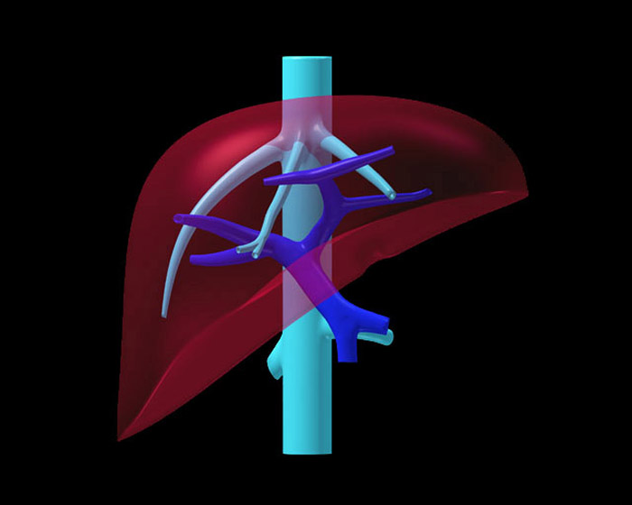 08_Liver