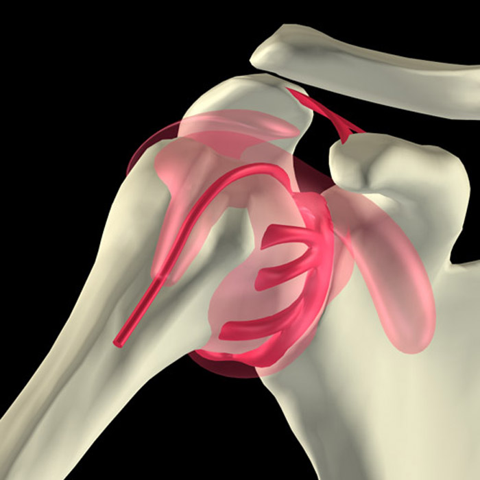 09_Shoulder_Ligaments