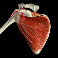 10_Shoulder_Anterior